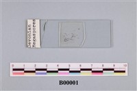 藏品(孢粉化石)的圖片